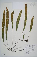 單葉雙蓋蕨藏品圖，第1張