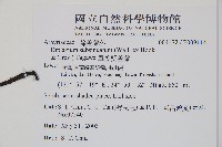 單葉雙蓋蕨藏品圖，第2張