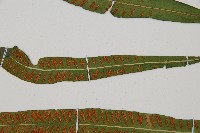 單葉雙蓋蕨藏品圖，第3張