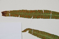 單葉雙蓋蕨藏品圖，第5張