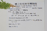 天草鳳尾蕨藏品圖，第2張