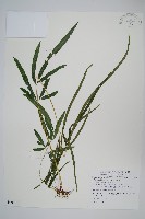 箭葉鳳尾蕨藏品圖，第1張