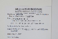 箭葉鳳尾蕨藏品圖，第2張