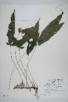 新月蕨藏品圖，第1張