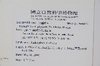 新月蕨藏品圖，第2張