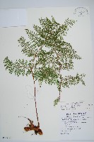 台灣小膜蓋蕨藏品圖，第1張