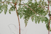 台灣小膜蓋蕨藏品圖，第3張