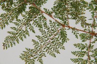 台灣小膜蓋蕨藏品圖，第4張