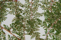 台灣小膜蓋蕨藏品圖，第5張