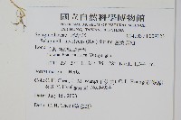 密葉卷柏藏品圖，第2張