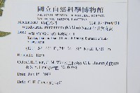 生芽狗脊蕨、頂芽狗脊蕨藏品圖，第2張