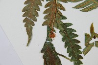 生芽狗脊蕨、頂芽狗脊蕨藏品圖，第4張