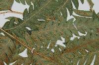 生芽狗脊蕨、頂芽狗脊蕨藏品圖，第5張