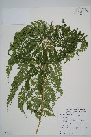 臺灣兩面複葉耳蕨藏品圖，第1張