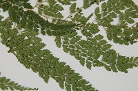 臺灣兩面複葉耳蕨藏品圖，第3張