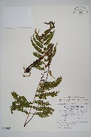 密腺副金星蕨藏品圖，第1張