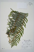 裡白藏品圖，第1張