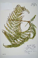 鱗芽裡白藏品圖，第1張