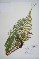 雉尾烏毛蕨藏品圖，第1張