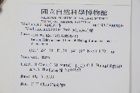 雉尾烏毛蕨藏品圖，第2張