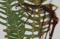 雉尾烏毛蕨藏品圖，第3張