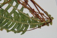 雉尾烏毛蕨藏品圖，第4張