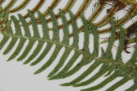 雉尾烏毛蕨藏品圖，第5張