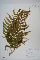 密腺副金星蕨藏品圖，第1張
