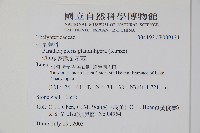 密腺副金星蕨藏品圖，第2張