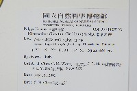 箭葉星蕨藏品圖，第2張