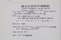 刺蕨藏品圖，第2張