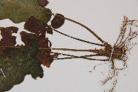 假腸蕨藏品圖，第3張