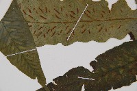 假腸蕨藏品圖，第4張