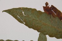 假腸蕨藏品圖，第5張