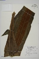 臺灣山蘇花藏品圖，第1張