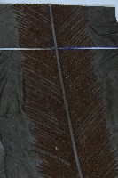 臺灣山蘇花藏品圖，第3張