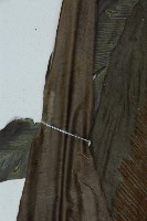 臺灣山蘇花藏品圖，第4張