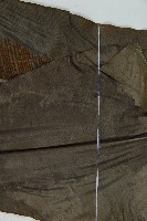 臺灣山蘇花藏品圖，第5張