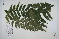 德氏雙蓋蕨藏品圖，第1張