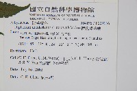 德氏雙蓋蕨藏品圖，第2張