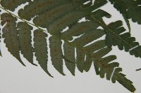 德氏雙蓋蕨藏品圖，第3張