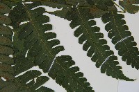 德氏雙蓋蕨藏品圖，第4張