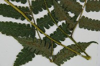 德氏雙蓋蕨藏品圖，第5張