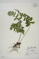 剪葉鐵角蕨藏品圖，第1張