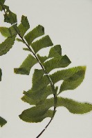 剪葉鐵角蕨藏品圖，第3張