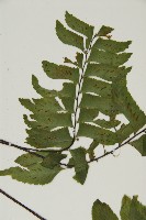 剪葉鐵角蕨藏品圖，第4張