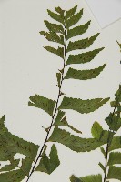 剪葉鐵角蕨藏品圖，第5張