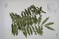 觀音座蓮藏品圖，第1張