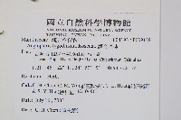 觀音座蓮藏品圖，第2張