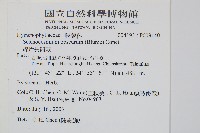 線片長筒蕨藏品圖，第2張